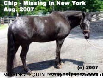 MISSING EQUINE Chip, Near Commack, NY, 00000